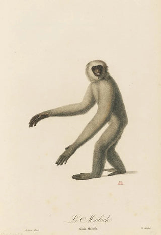 JeanBaptiste Audebert - Le Moloch.webp