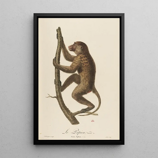 JeanBaptiste Audebert - Le Papion varit A.webp