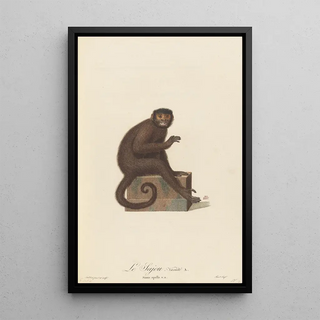 JeanBaptiste Audebert - Le Sajou varit a.webp