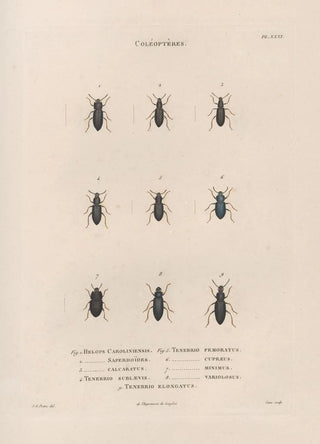 Jean Gabriel Pretre - Insectes recueillis en Afrique et en Amrique Pl29.webp