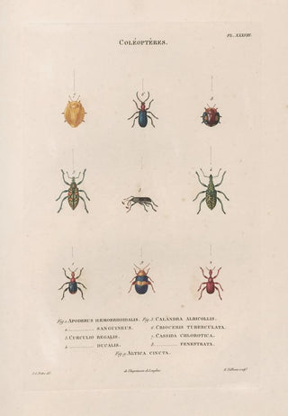 Jean Gabriel Pretre - Insectes recueillis en Afrique et en Amrique Pl30.webp