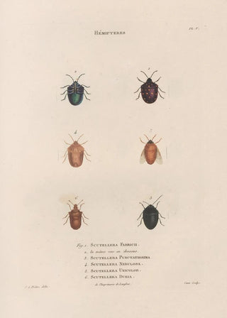 Jean Gabriel Pretre - Insectes recueillis en Afrique et en Amrique Pl47.webp