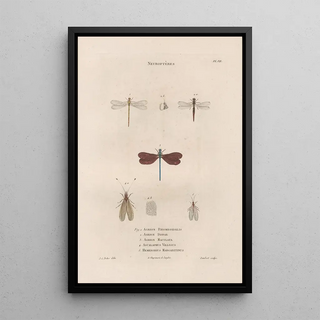 Jean Gabriel Pretre - Insectes recueillis en Afrique et en Amrique Pl63.webp