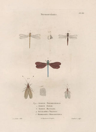 Jean Gabriel Pretre - Insectes recueillis en Afrique et en Amrique Pl63.webp