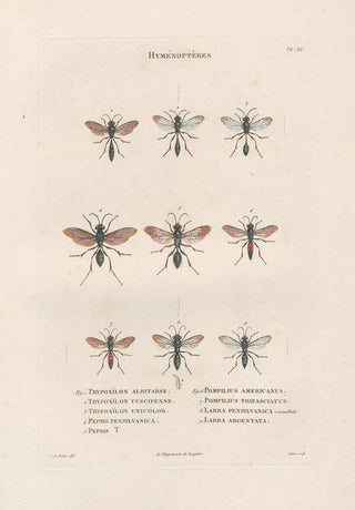 Jean Gabriel Pretre - Insectes recueillis en Afrique et en Amrique Pl67.webp