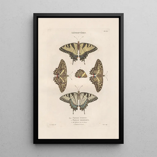 Jean Gabriel Pretre - Insectes recueillis en Afrique et en Amrique Pl76.webp