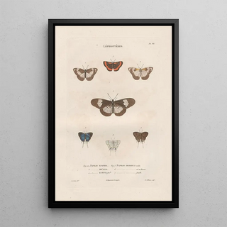 Jean Gabriel Pretre - Insectes recueillis en Afrique et en Amrique Pl83.webp