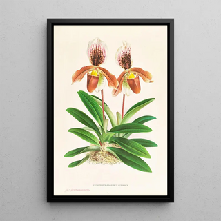 Jean Jules Linden - Cypripedium oenanthum superbum.webp