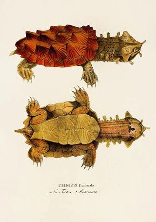 Johann Baptist von Spix - Chelys Fimbriata.webp