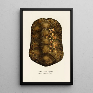 Johann Baptist von Spix - Testudo Cagado.webp