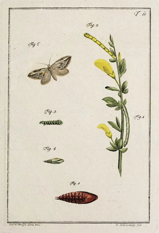 Johann Caspar Fuessli - Archives de lhistoire des insectes Pl11.webp