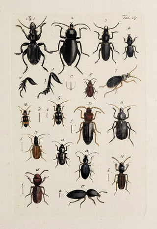 Johann Caspar Fuessli - Archives de lhistoire des insectes Pl31.webp