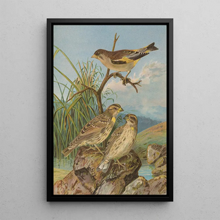 Johann Friedrich Naumann - Chloris sinica Passer petronius.webp