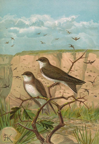 Johann Friedrich Naumann - Clivicola riparia.webp