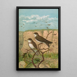 Johann Friedrich Naumann - Clivicola riparia.webp