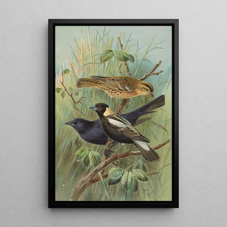 Johann Friedrich Naumann - Dolichonyx oryzivorus Molothrus Cabanisii Cassin.webp