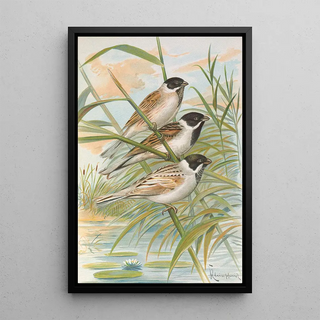 Johann Friedrich Naumann - Emberiza intermedia Michahelles Emberiza palustris Savi Emberiza pyrrhuloides Pall.webp