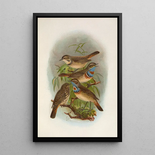 Johann Friedrich Naumann - Erithacus suecicus.webp