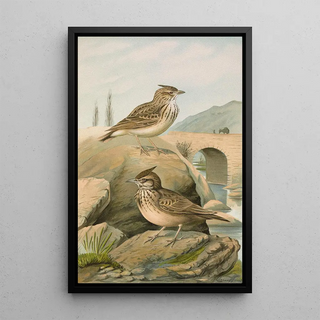 Johann Friedrich Naumann - Galerida cristata Galerida Theklae.webp