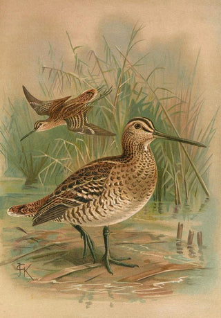 Johann Friedrich Naumann - Gallinago major.webp