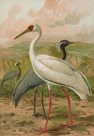Johann Friedrich Naumann - Grus virgo Grus leucogeranus Pall.webp