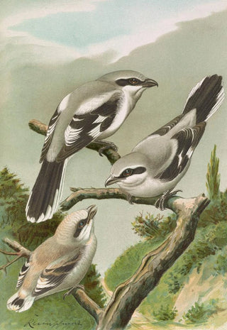 Johann Friedrich Naumann - Lanius excubitor.webp