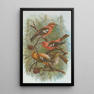 Johann Friedrich Naumann - Loxia leucoptera Gm Loxia bifasciata Brehm.webp