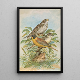 Johann Friedrich Naumann - Miliaria calandra Emberiza melanocephala Scopoli.webp