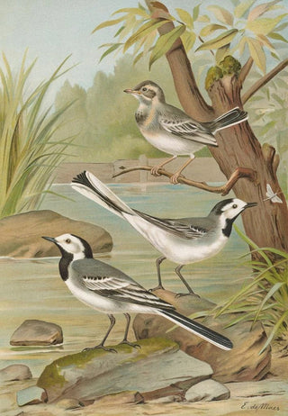 Johann Friedrich Naumann - Motacilla alba.webp
