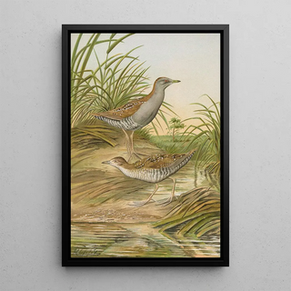 Johann Friedrich Naumann - Ortygometra pusilla.webp