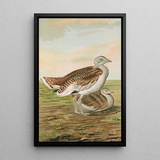 Johann Friedrich Naumann - Otis tarda.webp