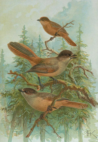 Johann Friedrich Naumann - Perisoreus infaustus.webp