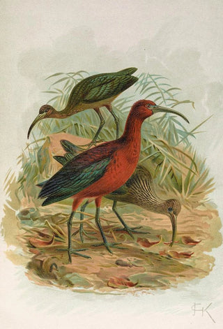 Johann Friedrich Naumann - Plegadis falcinellus.webp