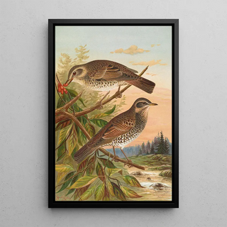 Johann Friedrich Naumann - Turdus fuscatus.webp