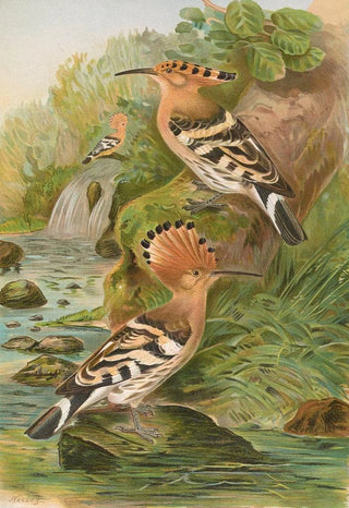 Johann Friedrich Naumann - Upupa epops.webp