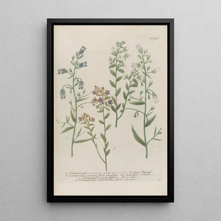 Johann Wilhelm Weinmann - Phytanthoza iconographia Pl009.webp