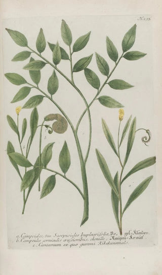 Johann Wilhelm Weinmann - Phytanthoza iconographia Pl018.webp