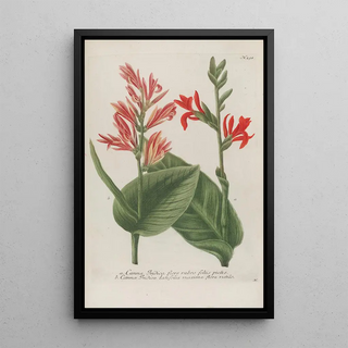 Johann Wilhelm Weinmann - Phytanthoza iconographia Pl021.webp