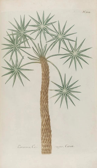 Johann Wilhelm Weinmann - Phytanthoza iconographia Pl027.webp