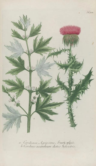 Johann Wilhelm Weinmann - Phytanthoza iconographia Pl030.webp