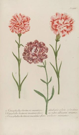 Johann Wilhelm Weinmann - Phytanthoza iconographia Pl056.webp