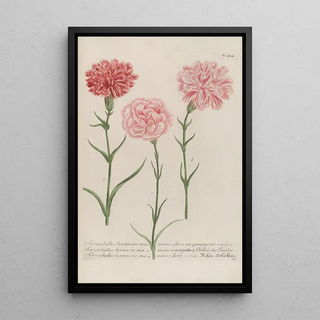 Johann Wilhelm Weinmann - Phytanthoza iconographia Pl057.webp