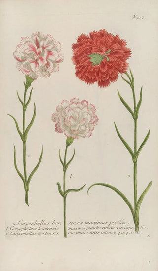 Johann Wilhelm Weinmann - Phytanthoza iconographia Pl060.webp