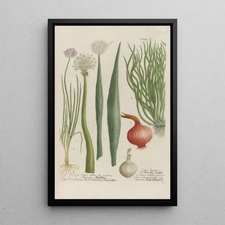 Johann Wilhelm Weinmann - Phytanthoza iconographia Pl072.webp