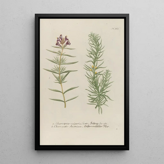 Johann Wilhelm Weinmann - Phytanthoza iconographia Pl088.webp