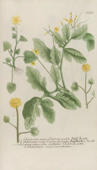 Johann Wilhelm Weinmann - Phytanthoza iconographia Pl089.webp