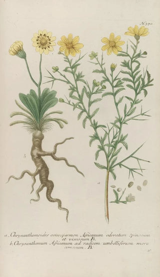 Johann Wilhelm Weinmann - Phytanthoza iconographia Pl093.webp