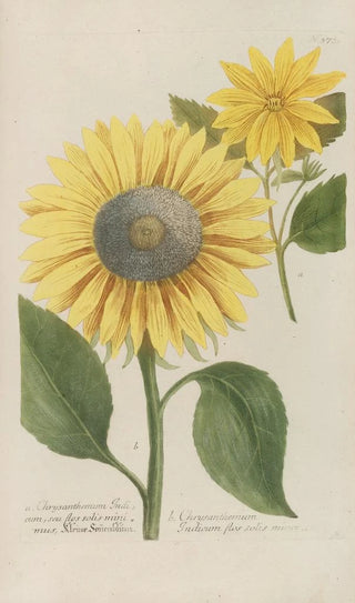 Johann Wilhelm Weinmann - Phytanthoza iconographia Pl096.webp