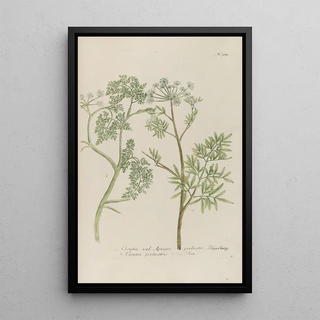 Johann Wilhelm Weinmann - Phytanthoza iconographia Pl105.webp