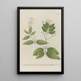 Johann Wilhelm Weinmann - Phytanthoza iconographia Pl109.webp